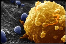 دانلود پاورپوینت سرطان cancer_stem_cells